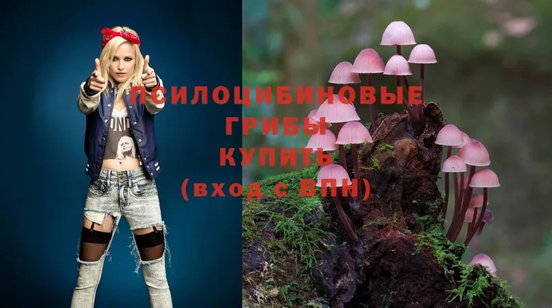 как найти   Ясногорск  mega ТОР  Псилоцибиновые грибы Psilocybe 